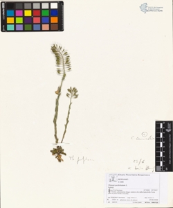 Thlaspi perfoliatum L.