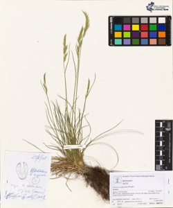 Festuca rupicola Heuffel