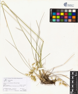 Helictotrichon parlatorei (Woods) Pilger