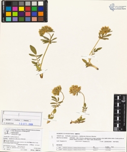 Anthyllis vulneraria L. subsp. baldens¿s (Kerner) Becker