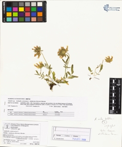 Anthyllis vulneraria L. subsp. baldens¿s (Kerner) Becker