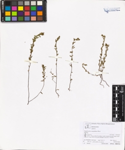 Euphras¿a cuspidata Host