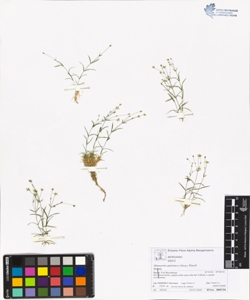 Minuartia austriaca (Jacq.) Hayek