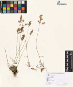 Poa molineri Balbis