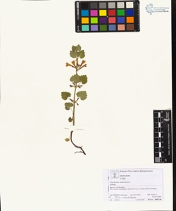 Glechoma hederacea L.