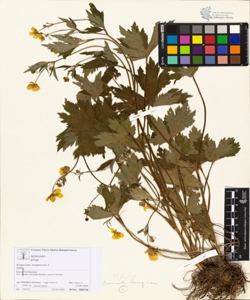 Ranunculus lanuginosus L.