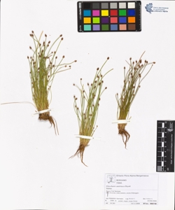 Eleocharis austriaca Hayek