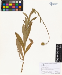Carduus defloratus L. subsp. crass¿folius (Willd.) Hayek