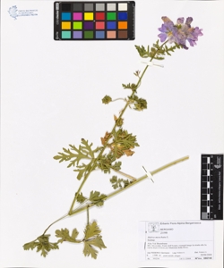 Malva moschata L.