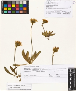 Hieracium piliferum Hoppe subsp. piliferum