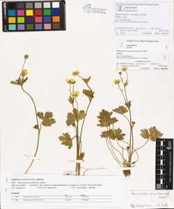 Ranunculus grenieranus Jordan