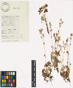 Alchemilla alpina aggr.