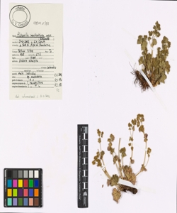 Alchemilla xanthochlora aggr.