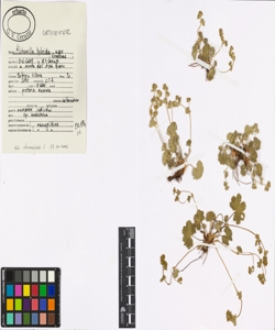 Alchemilla hybrida aggr.