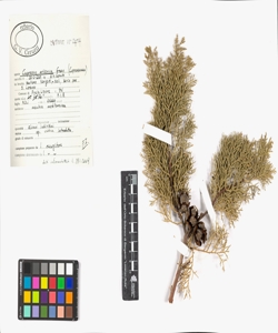 Cupressus arizonica Green