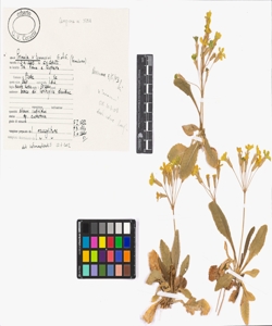 Primula x tommasinii G. et G.