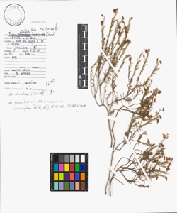 Fumana ericifolia Wallr.