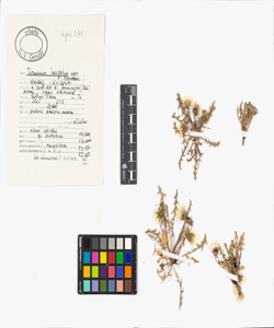 Taraxacum laevigatum aggr.