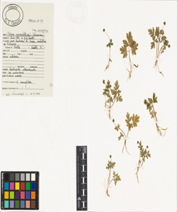 Adoxa moschatellina L. subsp. moschatellina
