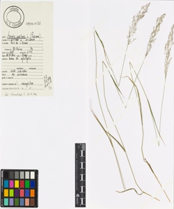 Agrostis capillaris L.