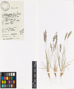 Agrostis rupestris All.