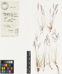 Agrostis rupestris All.