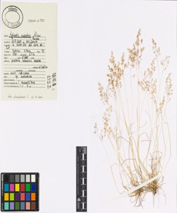 Agrostis rupestris All.