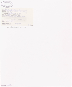 Agrostis stolonifera L.