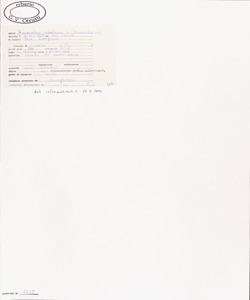 Amaranthus retroflexus L.