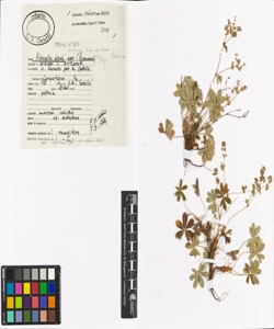 Alchemilla subsericea Reut. em. Buser