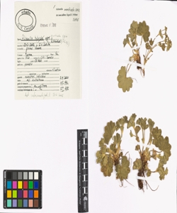 Alchemilla monticola Opiz.