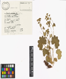 Alchemilla monticola Opiz.