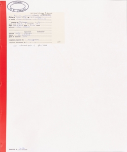 Alliaria petiolata (M. Bieb.) Cavara & Grande