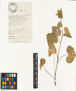 Alliaria petiolata (M. Bieb.) Cavara & Grande