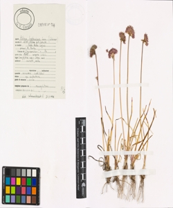 Allium lusitanicum Lam.