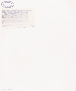 Allium narcissiflorum Vill.