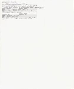 Allium narcissiflorum Vill.