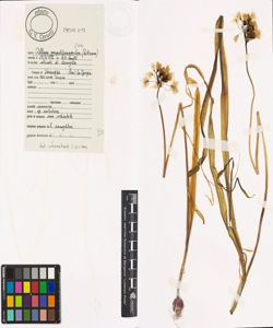 Allium neapolinanum Cirillo