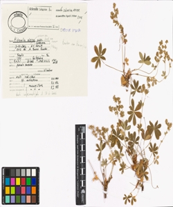 Alchemilla subsericea Reut. em. Buser