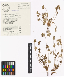 Alchemilla vaccariana Buser