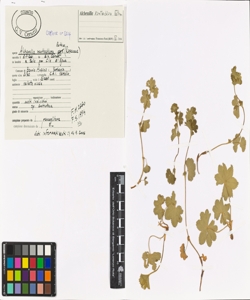 Alchemilla xanthochlora Rothm.