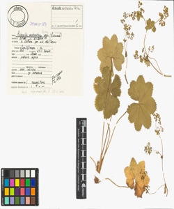 Alchemilla xanthochlora Rothm.