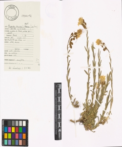 Alyssoides utriculata (L.) Medik.