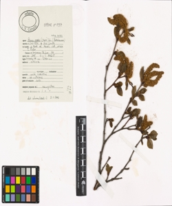 Alnus viridis (Chaix) DC. subsp. viridis