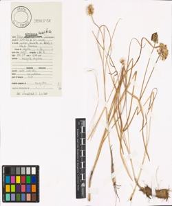 Allium ochroleucum Waldst. & Kit.