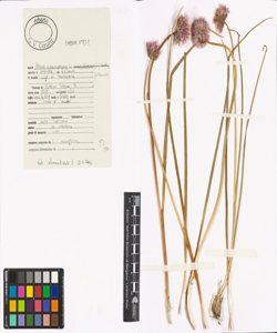 Allium schoenoprasum L.