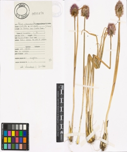 Allium schoenoprasum L.