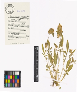 Anthyllis vulneraria L. subsp. valesiaca (Beck) Guyot