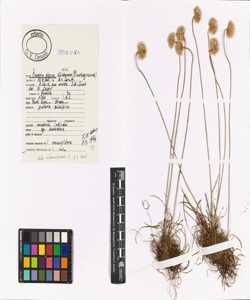 Armeria alpina Willd.