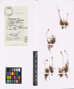 Armeria alpina Willd.